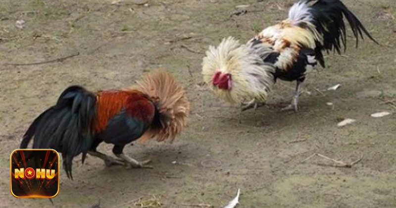 Đá gà NoHu - Không khí sảnh Đá gà NoHu tại NoHu