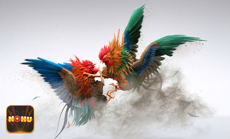 Đá Gà Thomo - Đá gà cựa dao kịch tính